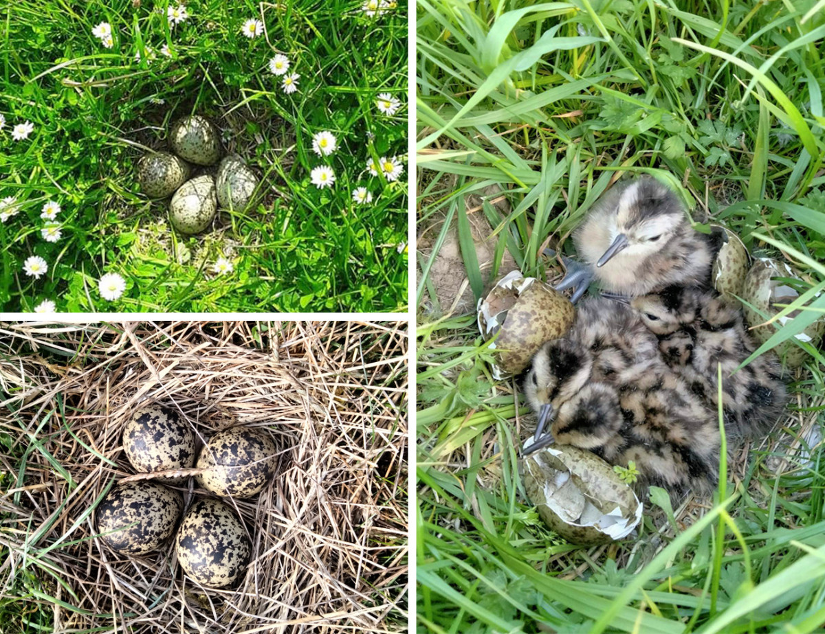 Curlew eggs, lapwing eggs and curlew chicks